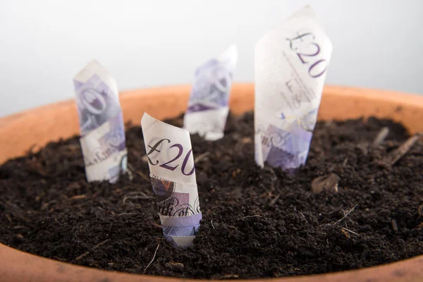 Crescer dinheiro no pote — Fotografia de Stock