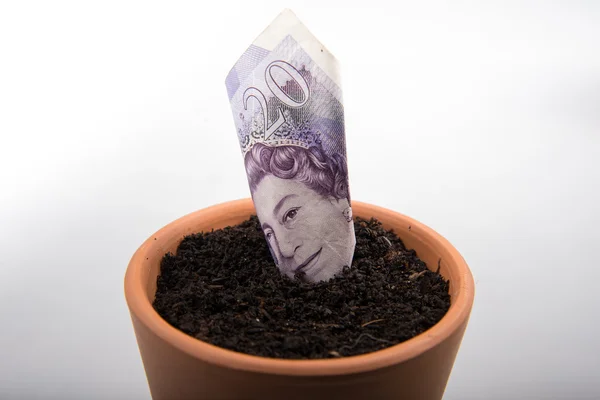 Growing money in pot — Stock Photo, Image