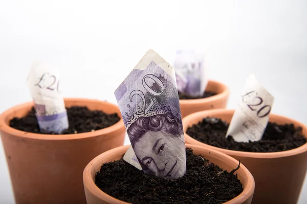 Crecer dinero en maceta —  Fotos de Stock