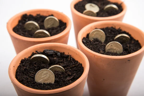 Crescere denaro in vaso — Foto Stock