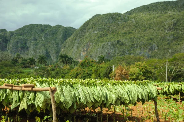 Tobak fält i Kuba — Stockfoto