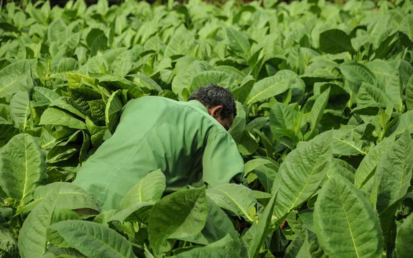 Campi di tabacco a cuba — Foto Stock