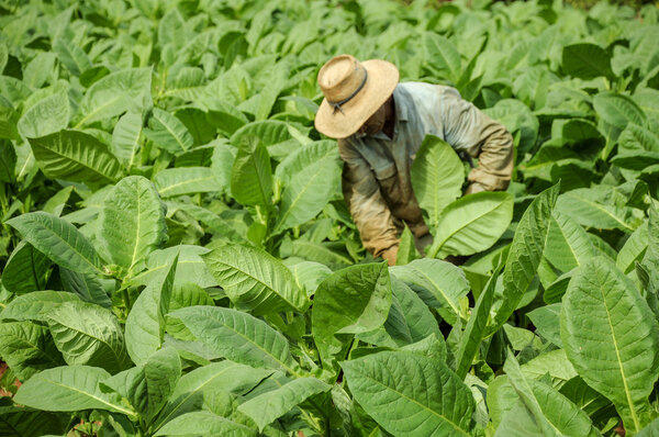 Tobacco fields in cuba