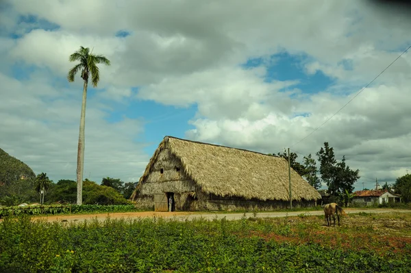 Tabak velden in cuba — Stockfoto