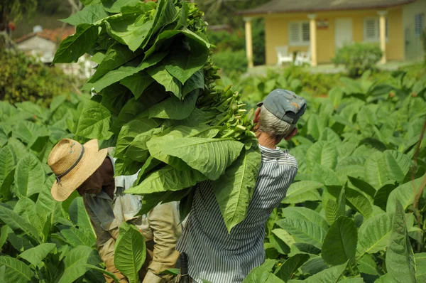 Άνθρωπος που εργάζονται στη φυτεία του καπνού στην Κούβα — Φωτογραφία Αρχείου