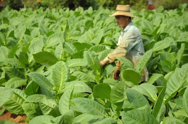 Man aan het werk in tabak plantage in cuba — Stockfoto