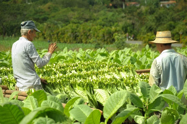 Man aan het werk in tabak plantage in cuba — Stockfoto