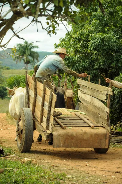 Man som arbetar i tobaksodling i Kuba — Stockfoto