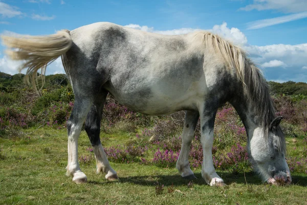 Divoké koně pasoucí se na heather moors v národním parku — Stock fotografie