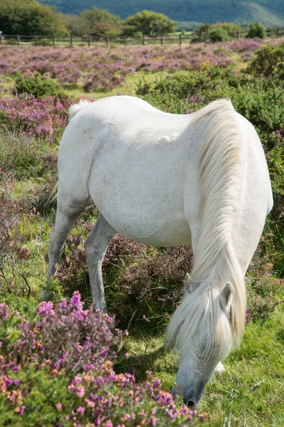 Wild horse grazing on heather moors in National Park — Stock Photo, Image