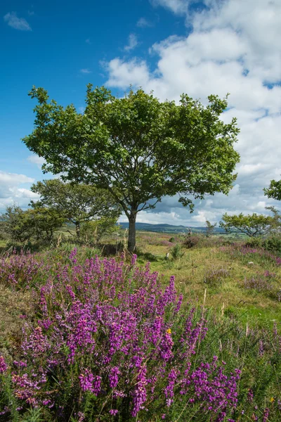 Wrzos na wrzosowiska w british national park — Zdjęcie stockowe