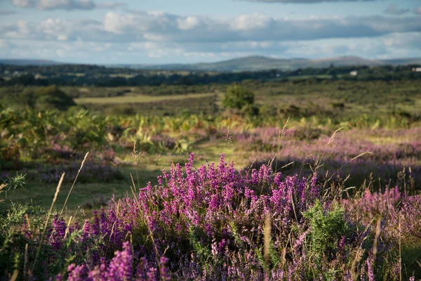 Heather  on Moorland in British National Park — Stock Photo, Image