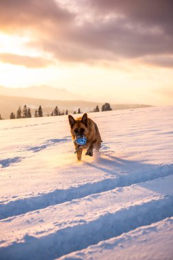 Active Dog Play in Snow Outdoor.
