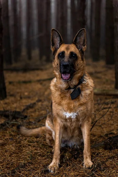 Senior German Shepherd Dog Portrait Forest — стоковое фото