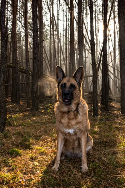 Senior German Shepherd Dog Portrait Forest — Foto de Stock