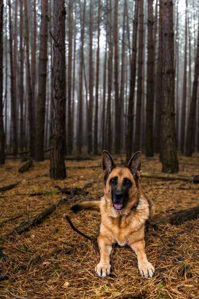 Senior Dog German Shepherd Portrait in Forest.