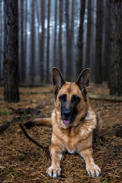 Senior German Shepherd Dog Portrait Forest — Fotografia de Stock