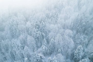 Winter Foggy Landscape in Forest. Spruce Trees in Snow.