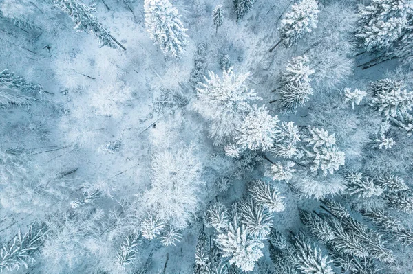 Snow Covered Spruce Trees Winter Forest — Fotografia de Stock