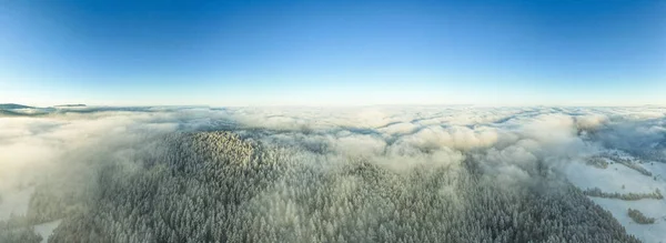 Panoramic Winter Forest Frosty Morning Aerial Drone View — Fotografia de Stock