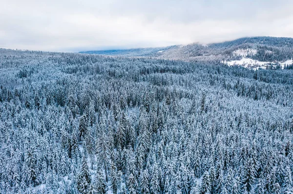Snow Covered Spruce Tree Forest Winter Drone View —  Fotos de Stock