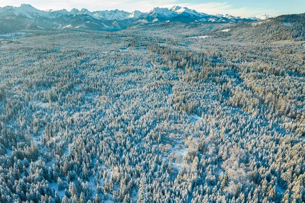 Winter Wonderland Tatra National Park Poland — 스톡 사진