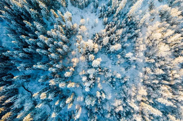 Winter Fairytale Landscape Snowy Spruce Trees Aerial Drone View — Stockfoto
