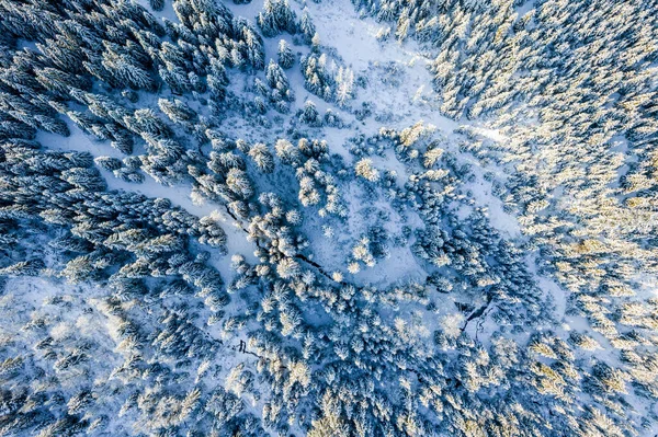 Snowy Spruce Trees Forest Sunny Winter Day Top Drone View —  Fotos de Stock