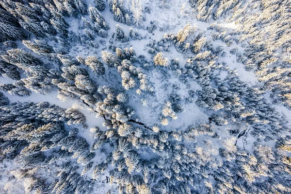 Snow Covered Pine Trees Winter Forest Sunny Day Aerial Drone — Stockfoto