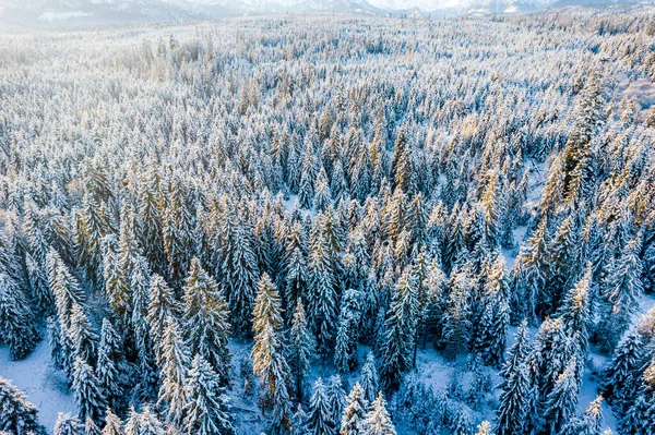 Snow Covered Pine Trees Winter Forest Sunny Day Aerial Drone — Fotografia de Stock