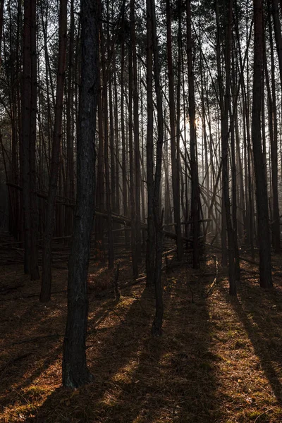 Mystery Forest Moody Landscape — Stock fotografie