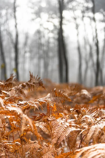 Mystery Forest Moody Landscape — Stock fotografie