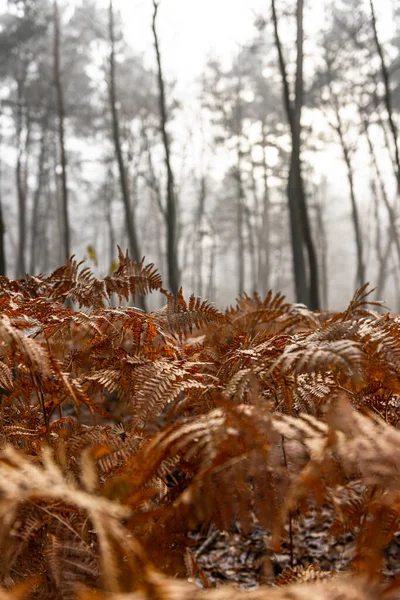 Moody Woodland Landscape Foggy Autumn Morning Forest — Stock fotografie