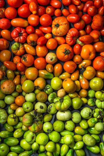 Colorful Shades Tomatoes — Φωτογραφία Αρχείου