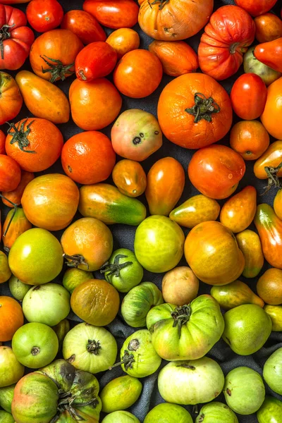 Colorful Tomatoes Frresh Ripe Vegetables — Zdjęcie stockowe
