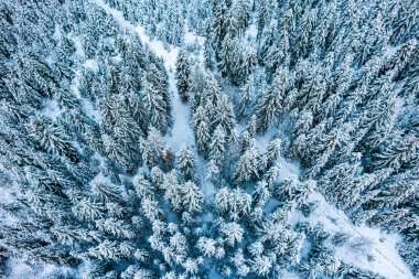 Kış Harikalar Diyarı Karla kaplı ladin ağaçları. Drone Hava Görüntüsü.