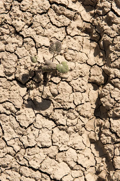 Dry cracked earth. Climate change background.