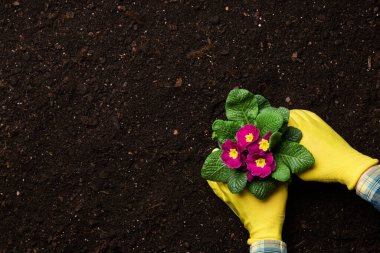 Çiçek açan çuha çiçeği ya da bahçe toprağına primula çiçeği dikmek..