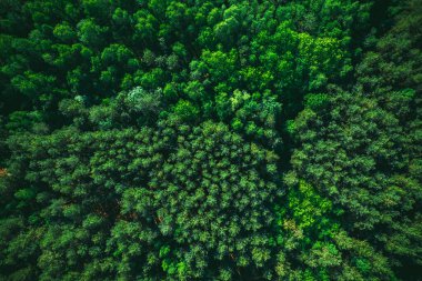 İlkbaharda veya Yazın Ormanda Yeşillik Yeşillik.