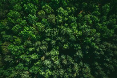 Yeşil Orman Arkaplanı, İHA Görünümü.