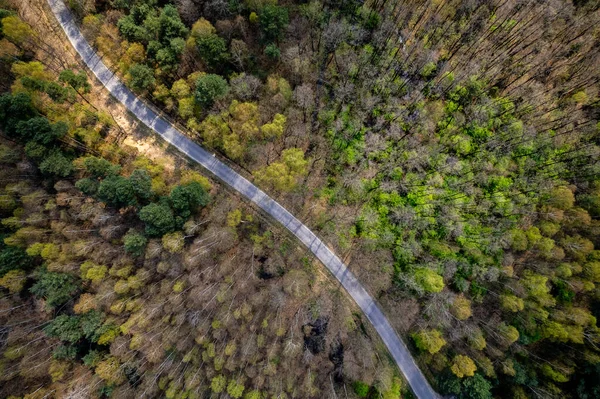 Road Spring Forest Aerial Drone View — Stock Photo, Image