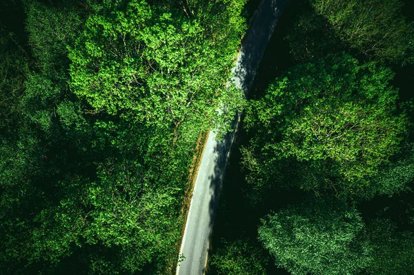 Road in Green Forest, Drone view.