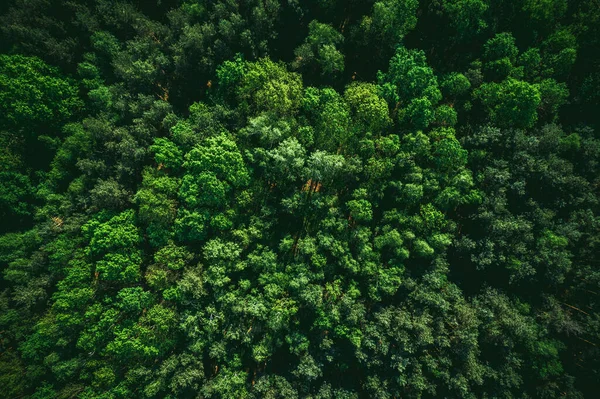 Yeşil Orman Arkaplanı, İHA Görünümü.