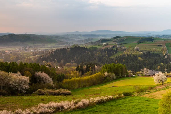 春にポーランドの田舎 カラフルな緑豊かな木々と牧草地 — ストック写真