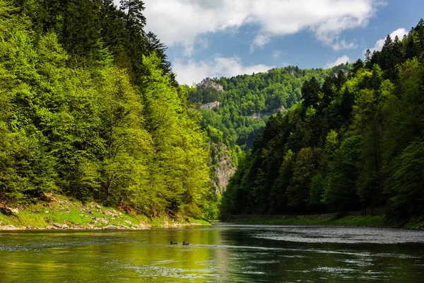 Dunajec Nehri Vadisi Pieniny Ulusal Parkı 'nda İlkbahar, Polonya.