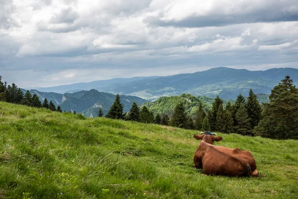 Vaca Sobre Hierba Pieniny Montañas Paisaje Fondo — Foto de Stock
