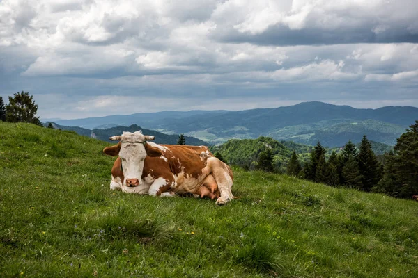 Vaca Sobre Hierba Pieniny Montañas Paisaje Fondo — Foto de Stock