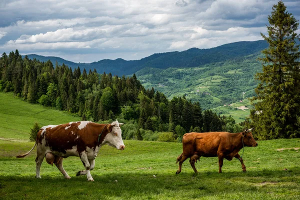 Vacas Felices Pastando Sobre Hierba Verde Pieniny Mountains Park Polonia — Foto de Stock