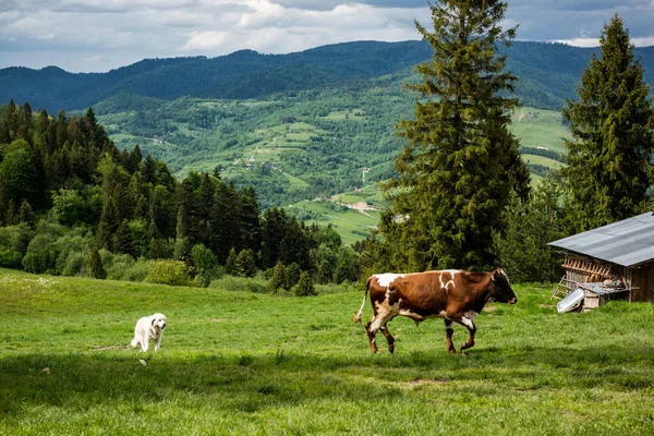 Happy cows grazing on green grass in Pieniny Mountains Park, Poland.