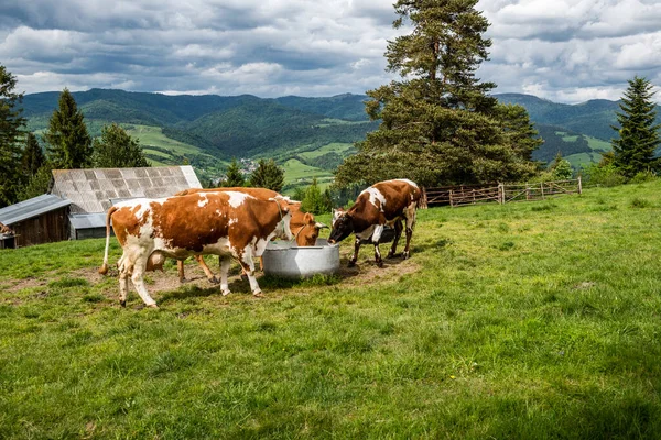 Cows drinking water in farm located in Pieniny Mountains, Poland.